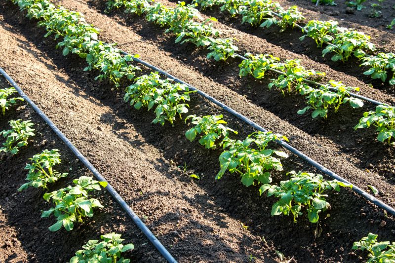 Plant Irrigation Installation in Aiken, SC